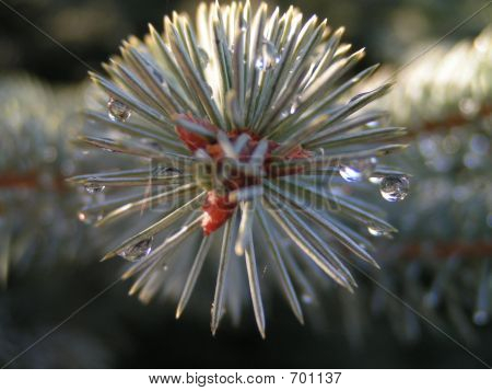 바늘
