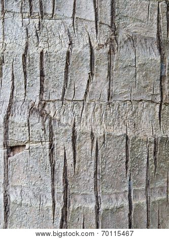 Coconut Tree Texture Background