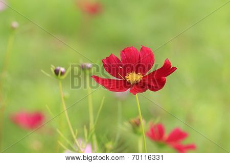 Cosmos flowers and buds