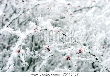 Eglantine
