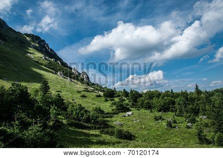 Green glade