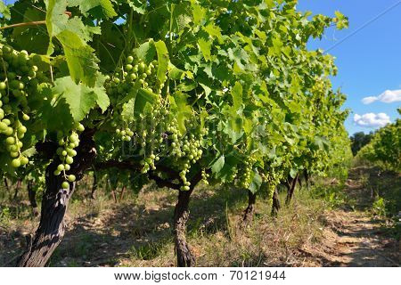 Vineyard