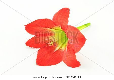 Amaryllis Hippeastrum Isolated On White Background, Star Lily