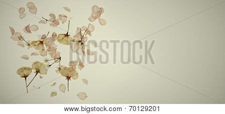 Dried Cherry Blossom On Brown Old Paper