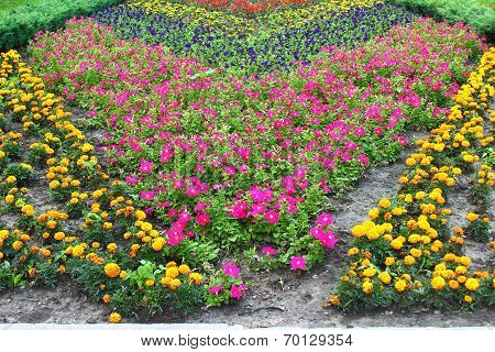 And Petunia Flowers Chernobryvtsy