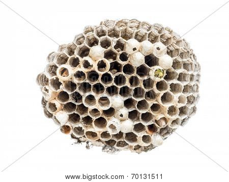 Wasp nidus shot on white background