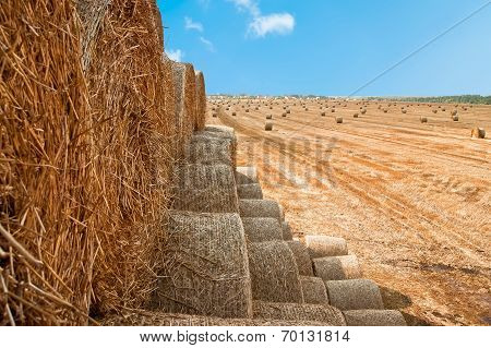 Hay Bail Harvesting In Golden Field Landscape