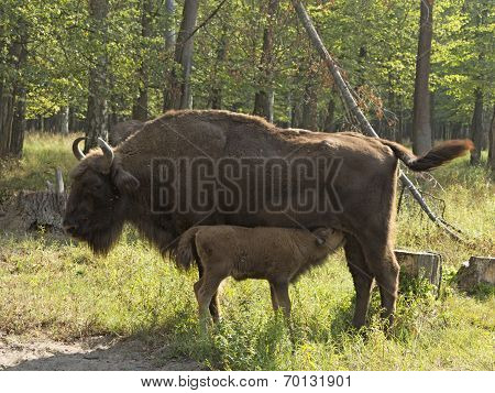 Bison Cow With Calf