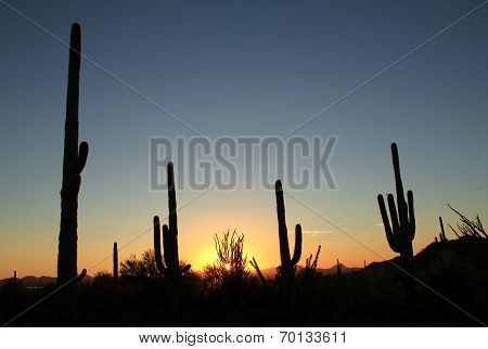 Saguaro National Park