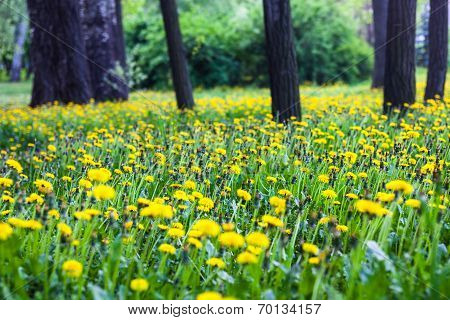 Trees Surrounded By Blooming Yellow Dandelions