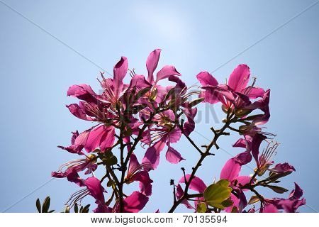Purple Bauhinia with blue sky