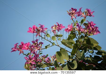 Purple Bauhinia with blue sky
