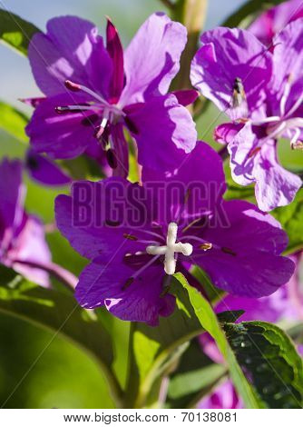 Fireweed Close Up