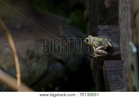 Frog On The Wooden Bridge