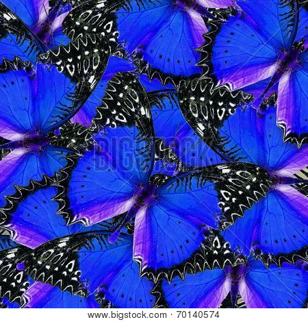 Beautiful blue background pattern made of Red Lacewing butterflies in fancy color