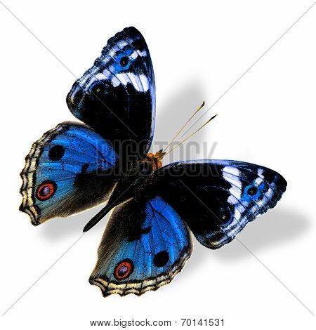 Beautiful flying Blue Butterfly isolated on white background with soft shadow beneath
