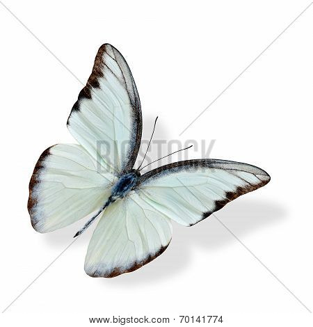Beautiful Flying Butterfly, Chocolate Albatross Upper Wing Profile In Natural Color