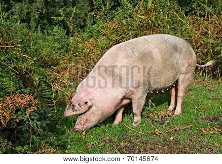 Pig In The New Forest Woodland