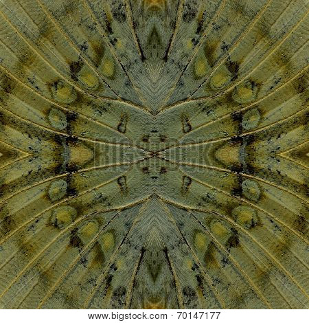 Best Seamless Brownl Background Pattern made of Great Marquis butterfly wing skin texture