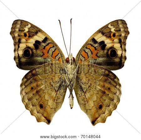 Blue Pansy Butterfly Lower Wing In Natural Color Profile Isolated On White Backgound