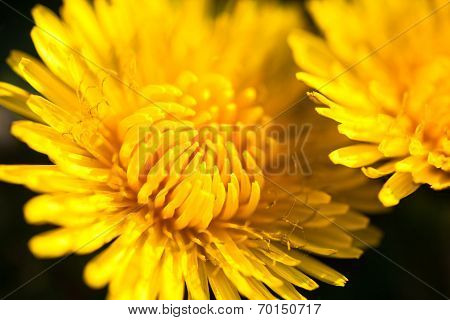 Closeup Of Two Blooming Yellow Dandelion Flowers