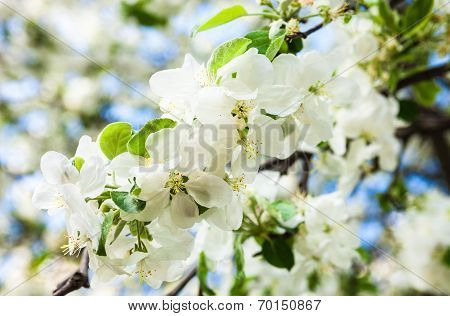Blooming Apple Tree