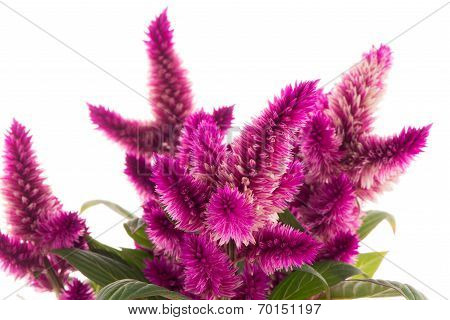 Cockscomb Celosia Spicata Plant