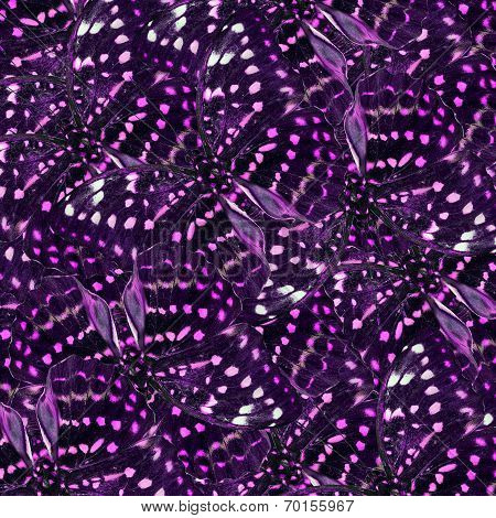 Exotic Of Purple Background Texture Made Of Great Archduke Butterflies