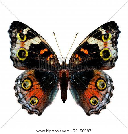 Female Of Blue Pansy Butterfly In Fancy Orange Color Profile Isolated On White Background