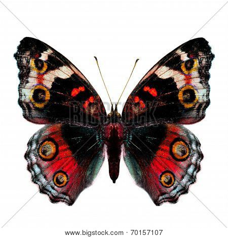 Female Of Blue Pansy Butterfly In Fancy Red Color Profile Isolated On White Background