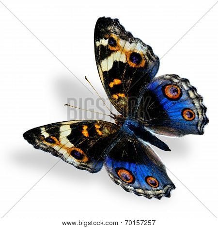 Flying Blue Pansy Butterfly Isolated On White Background With Soft Shadow
