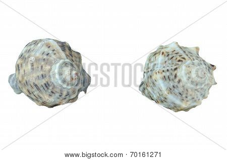 Sea Shell Isolated On White
