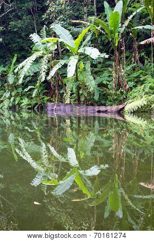 Lake In The Jungle, Philippines