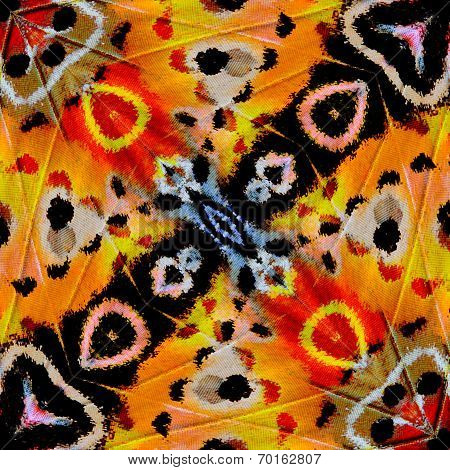 Great Of  Background Pattern Made From Leopard Lacewing Butterfly Wings Texture
