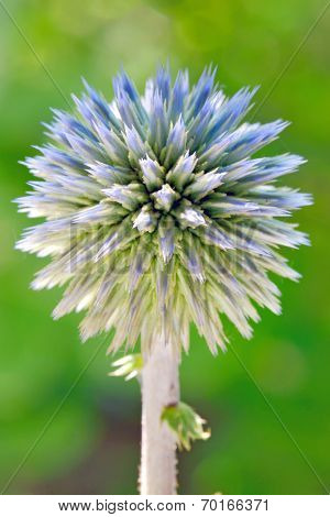 Blue globe thistle (Echinops) in the garden