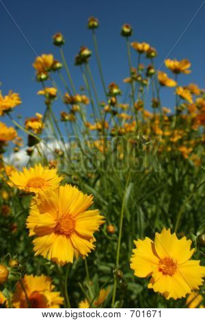 Levee Blumen