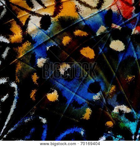The Beautiful Multicolor Of Leopard Lacewing Butterfly's Wing Skin In A Great Background Pattern