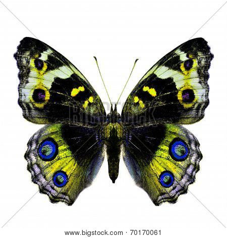 Yellow Fancy Butterfly (blue Pansy Butterfly) Isolated On White Background