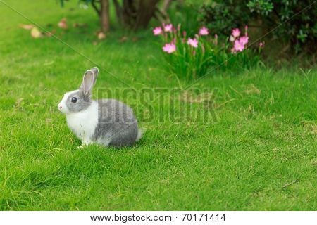 baby Rabbit run on Grass