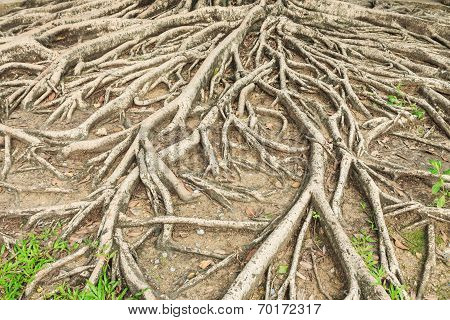 Roots Tree