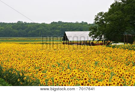 Field of Sunflowers