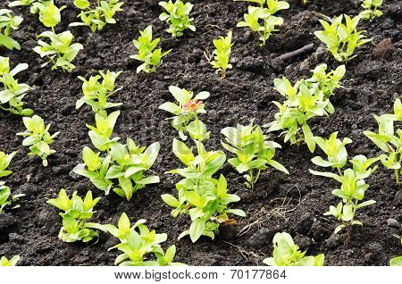 The Flower Plant Area
