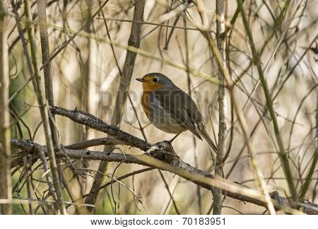 Robin redbreast in spring