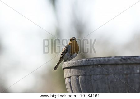 Robin on a stone