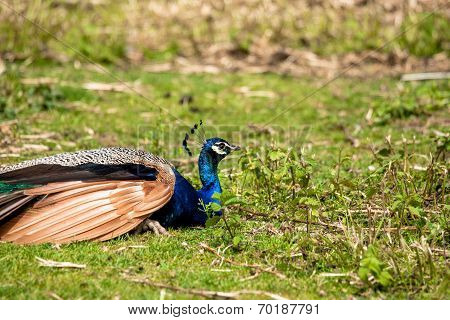 Peacock Relaxing In The Grass
