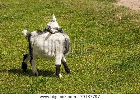 Young Capra Hircus Goat