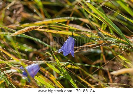 Blue Harebell Flower With Dew