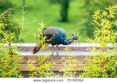 Beautiful Peacock Standing On Wood