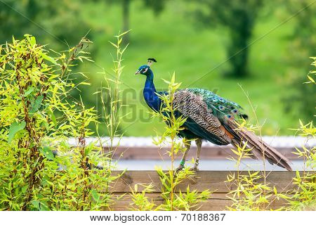 Peacock With Closed Feathers