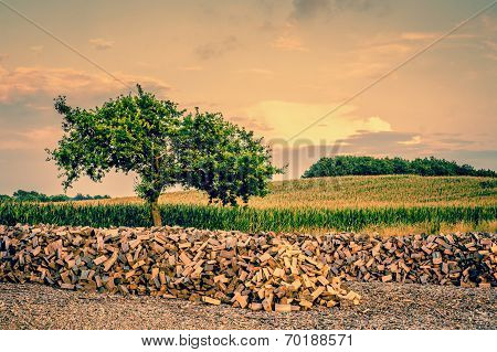 Tree Growing From A Woodstack